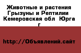 Животные и растения Грызуны и Рептилии. Кемеровская обл.,Юрга г.